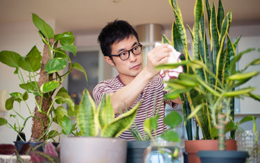 The Easiest Houseplants for Beginners