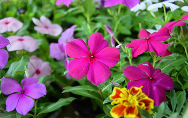 July Lawn & Garden Tips