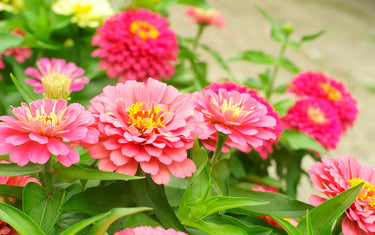 May Lawn & Garden Tips