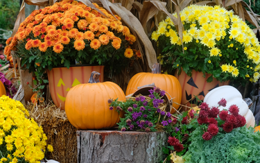 October Lawn & Garden Tips