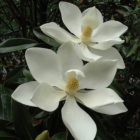 evergreen trees for sun flowering