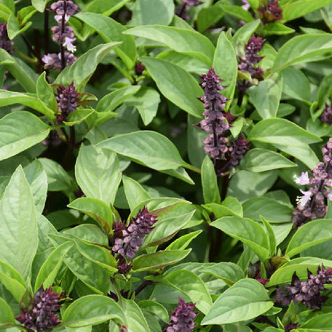 herbs