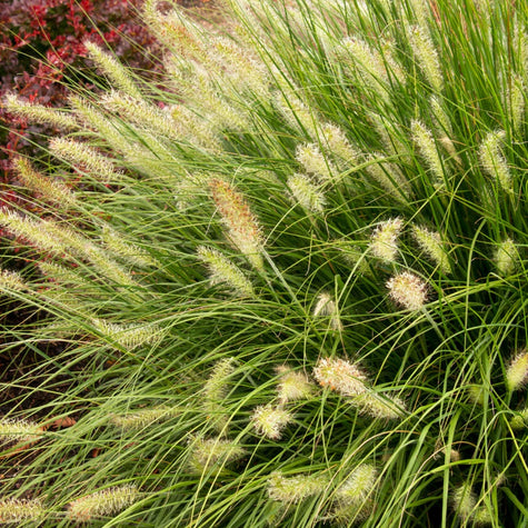 ornamental grasses