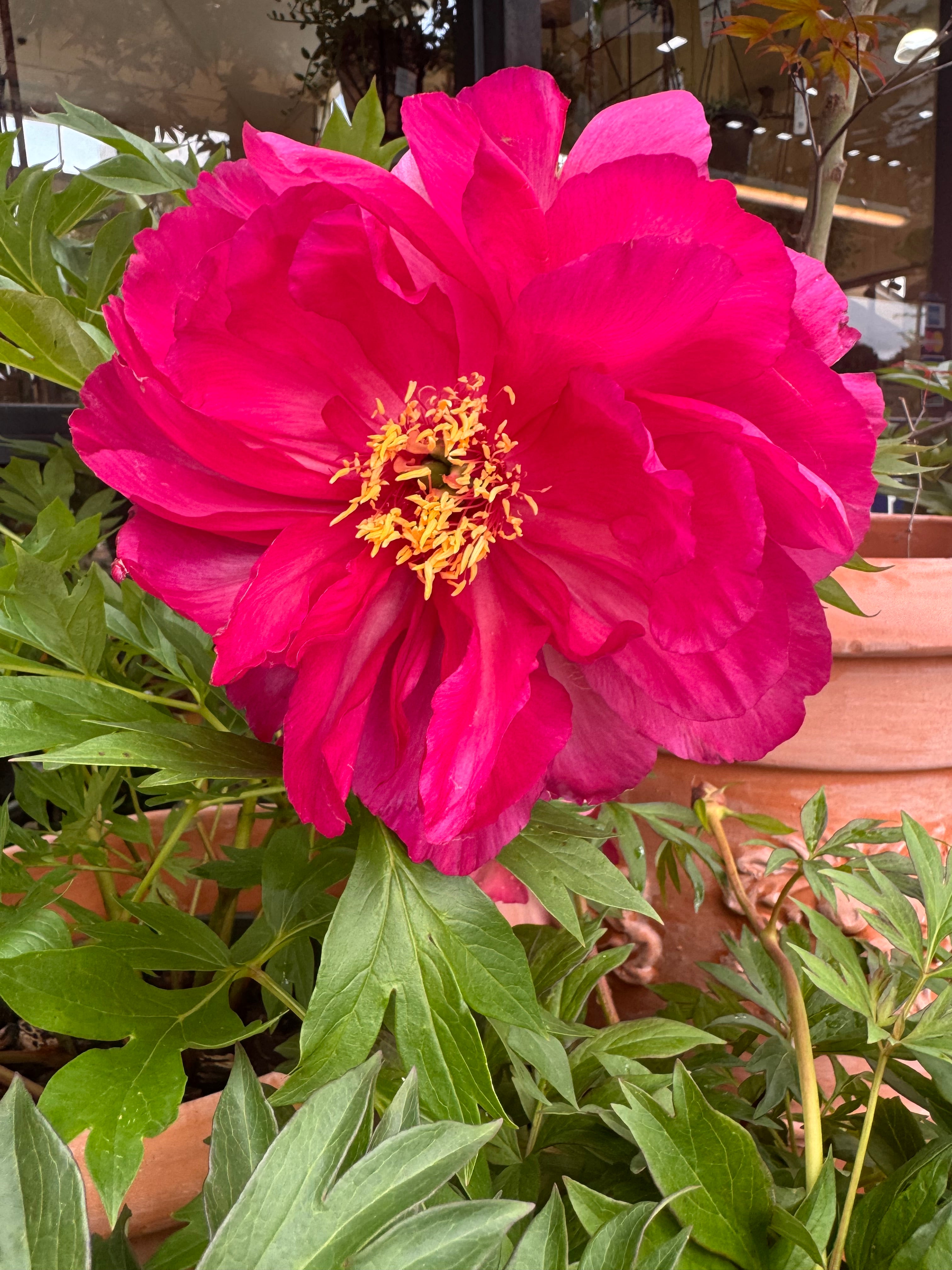 Paeonia Itoh Garden Candy Apple - Monrovia – Pike Nursery
