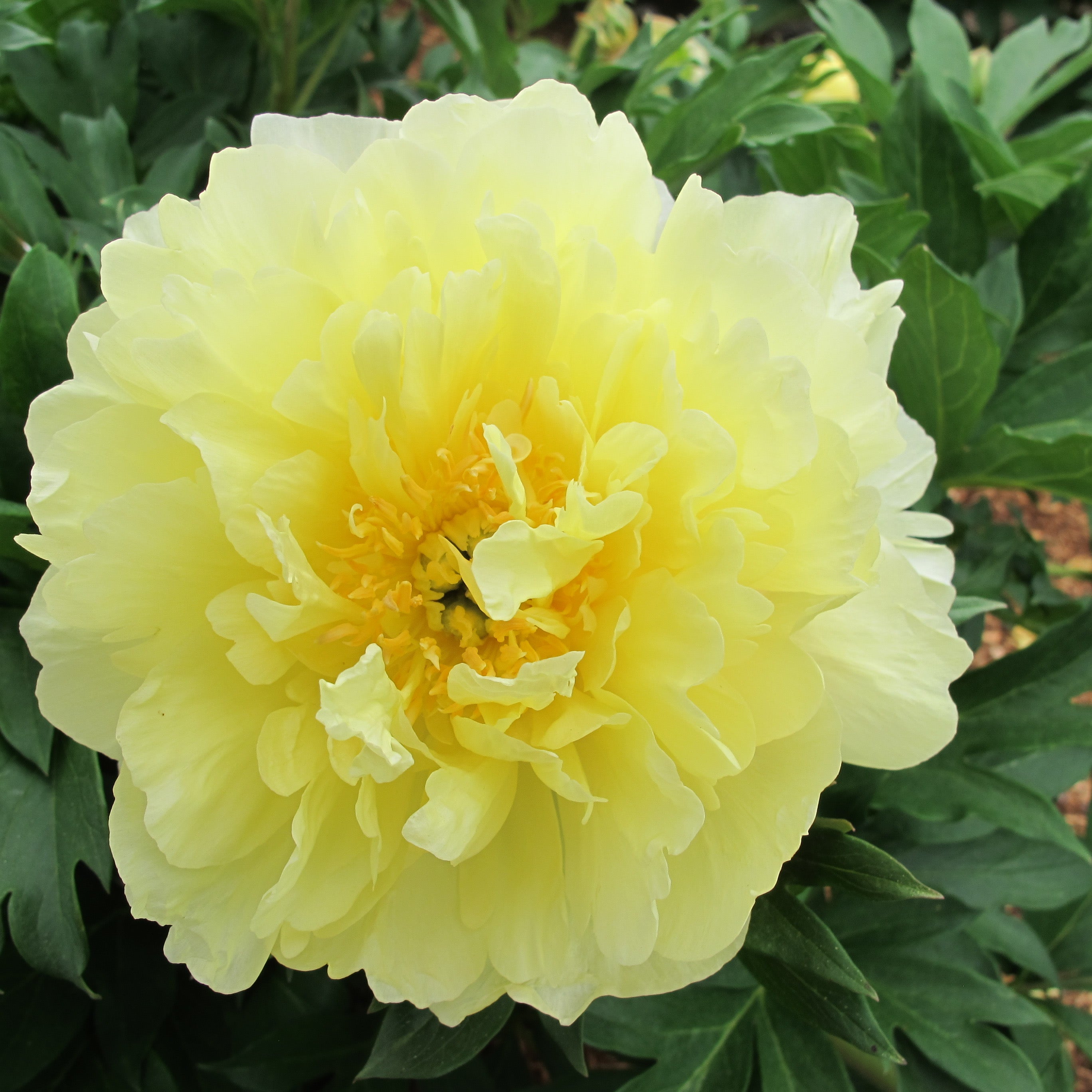 Garden Candy™ Pineapple Fizz™ Itoh Peony - Monrovia – Pike Nursery