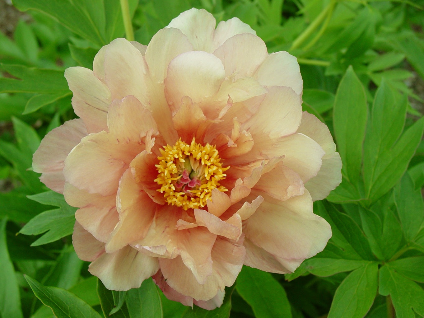 Paeonia Itoh Garden Candy Summer Sunset - Monrovia – Pike Nursery