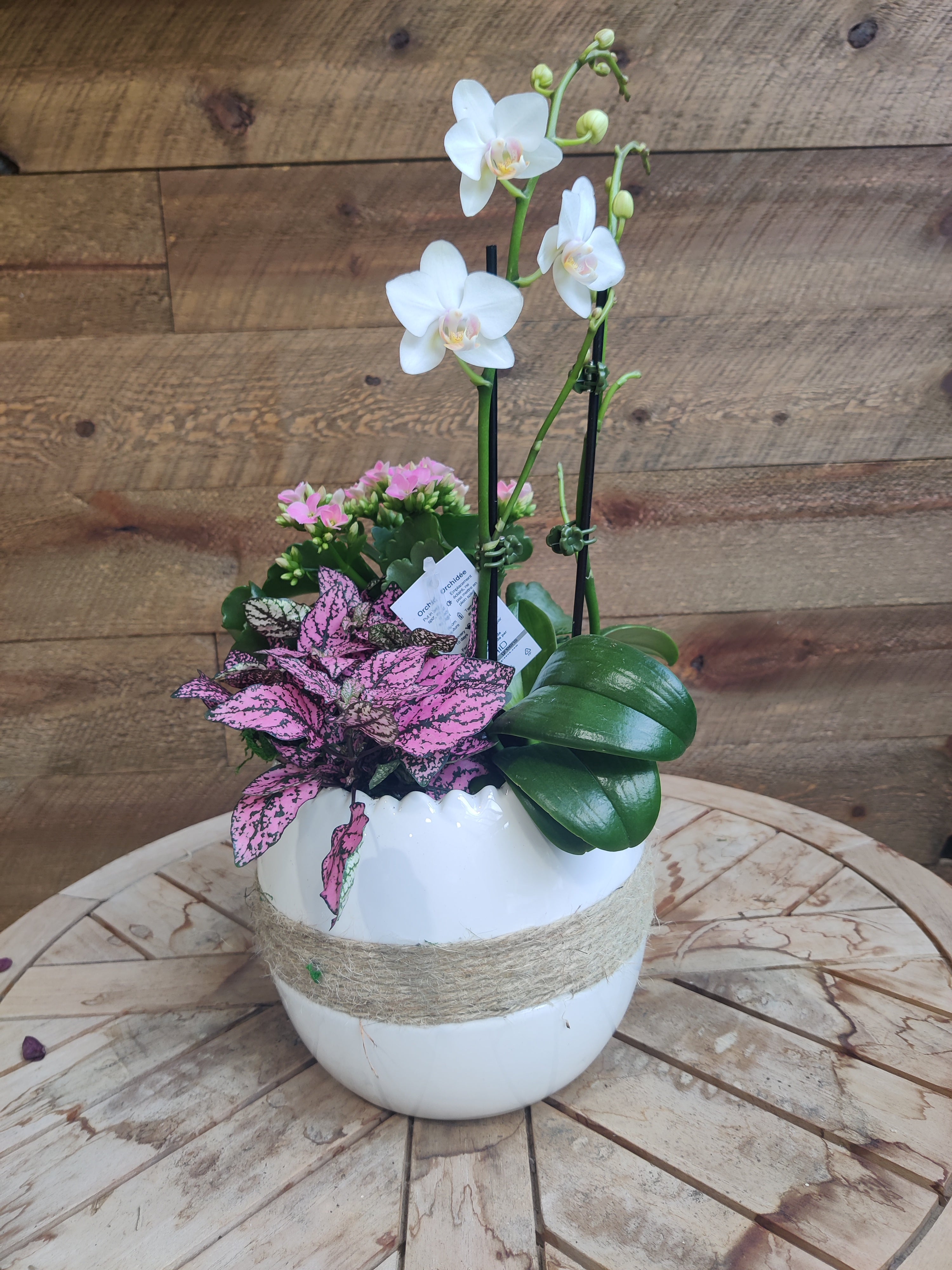 Orchid Garden Arrangement