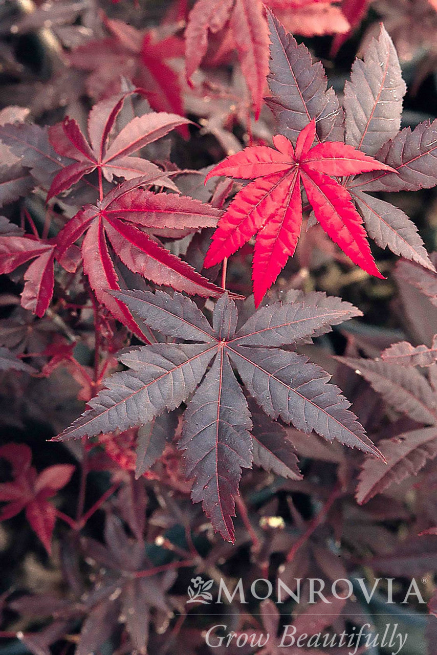 Emperor I® Japanese Maple - Monrovia – Pike Nursery