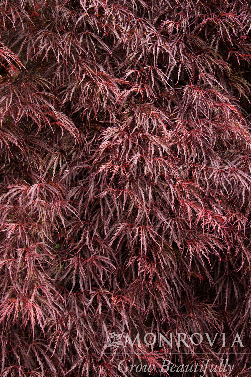 Crimson Queen Japanese Maple - Monrovia – Pike Nursery