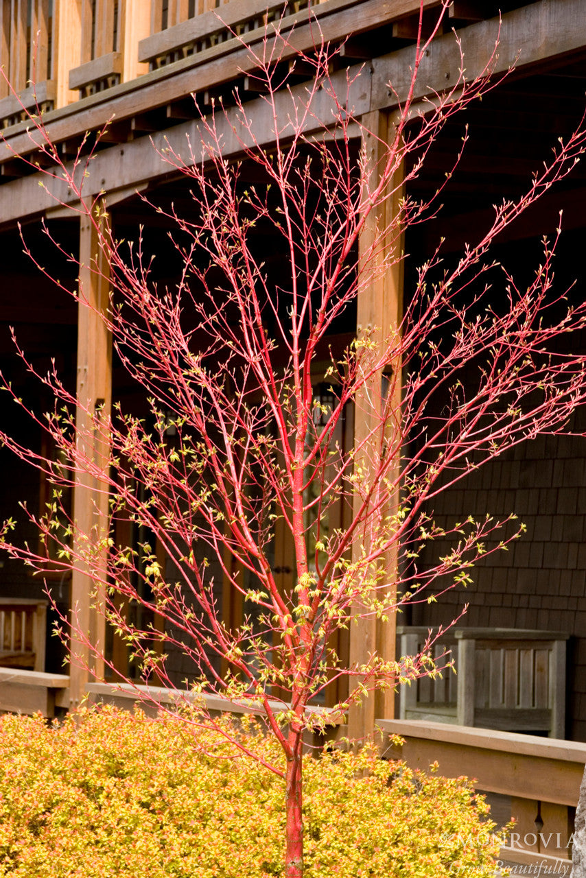 Coral Bark Japanese Maple - Monrovia – Pike Nursery