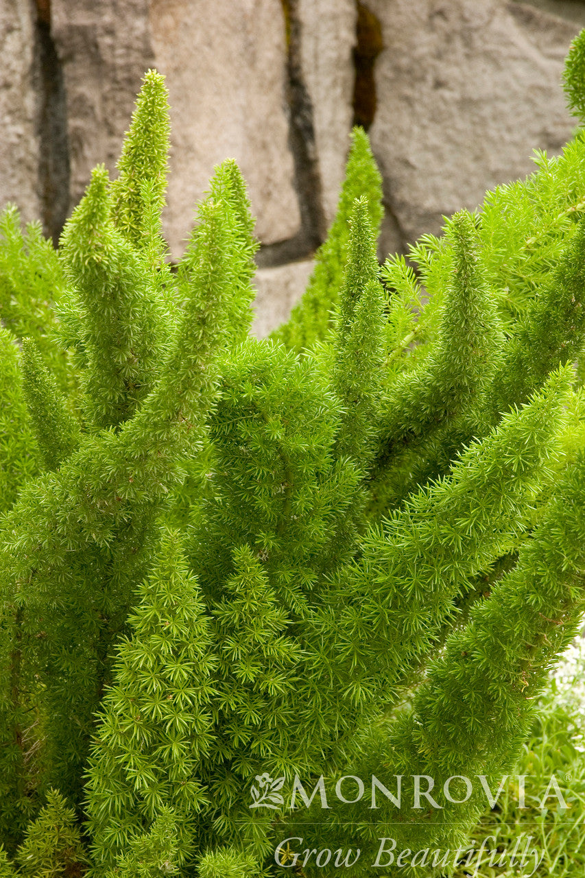 Foxtail Fern - Monrovia – Pike Nursery