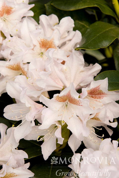 Cunningham's White Rhododendron - Monrovia