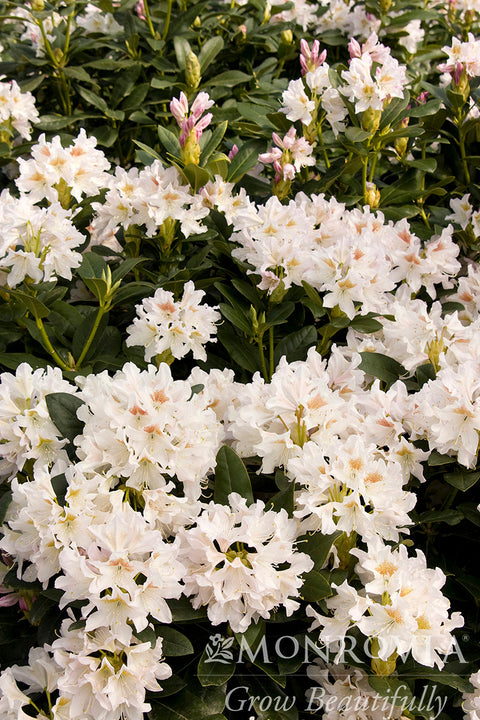 Cunningham's White Rhododendron - Monrovia