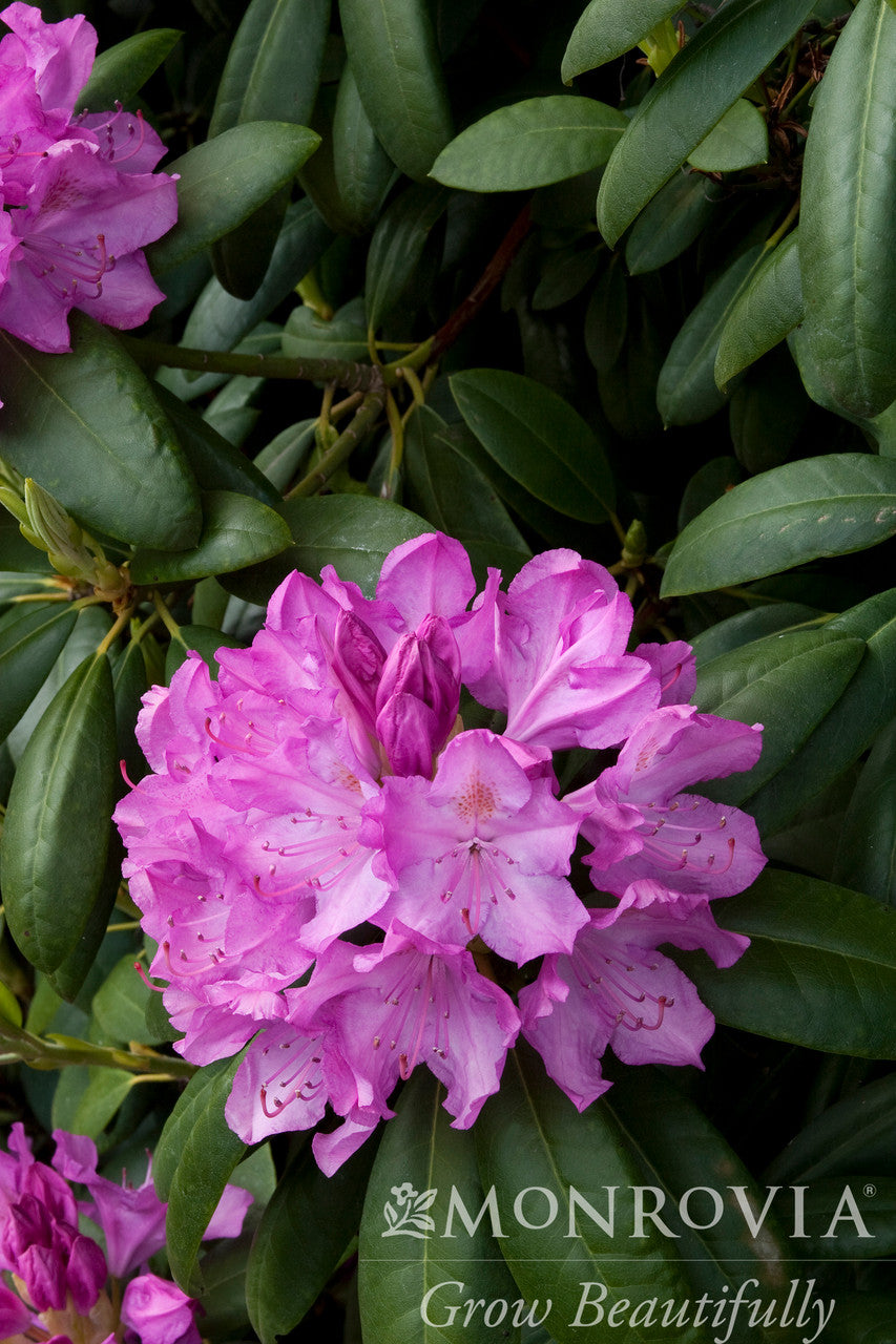 English Roseum Rhododendron