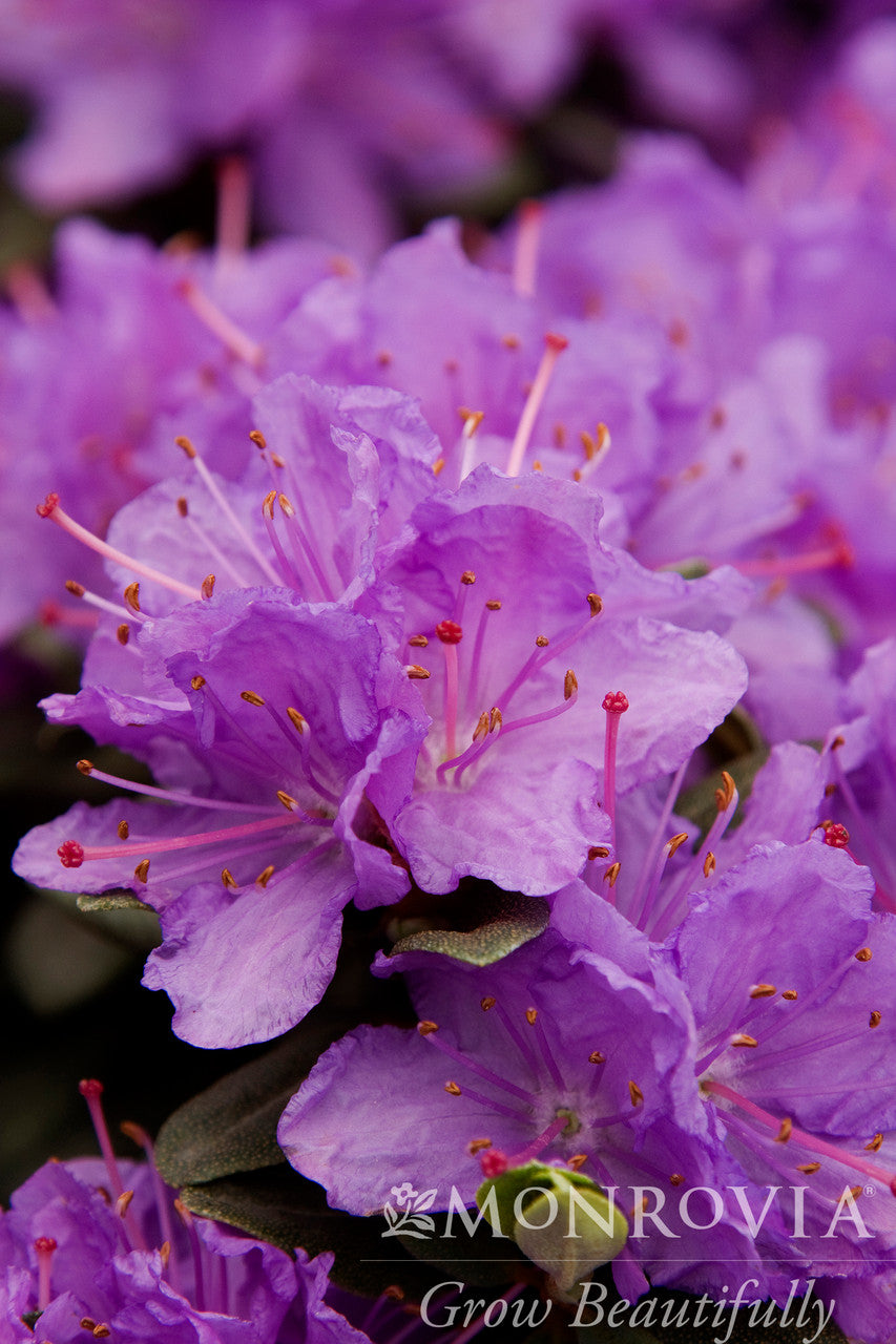 Ramapo Rhododendron - Monrovia 2 gallon