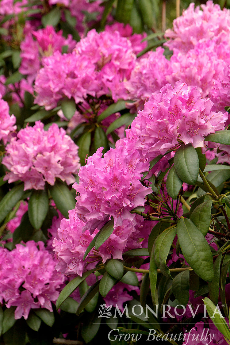 Roseum Elegans Rhododendron
