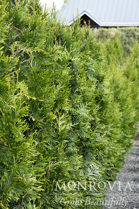 Green Giant Western Arborvitae - Monrovia – Pike Nursery