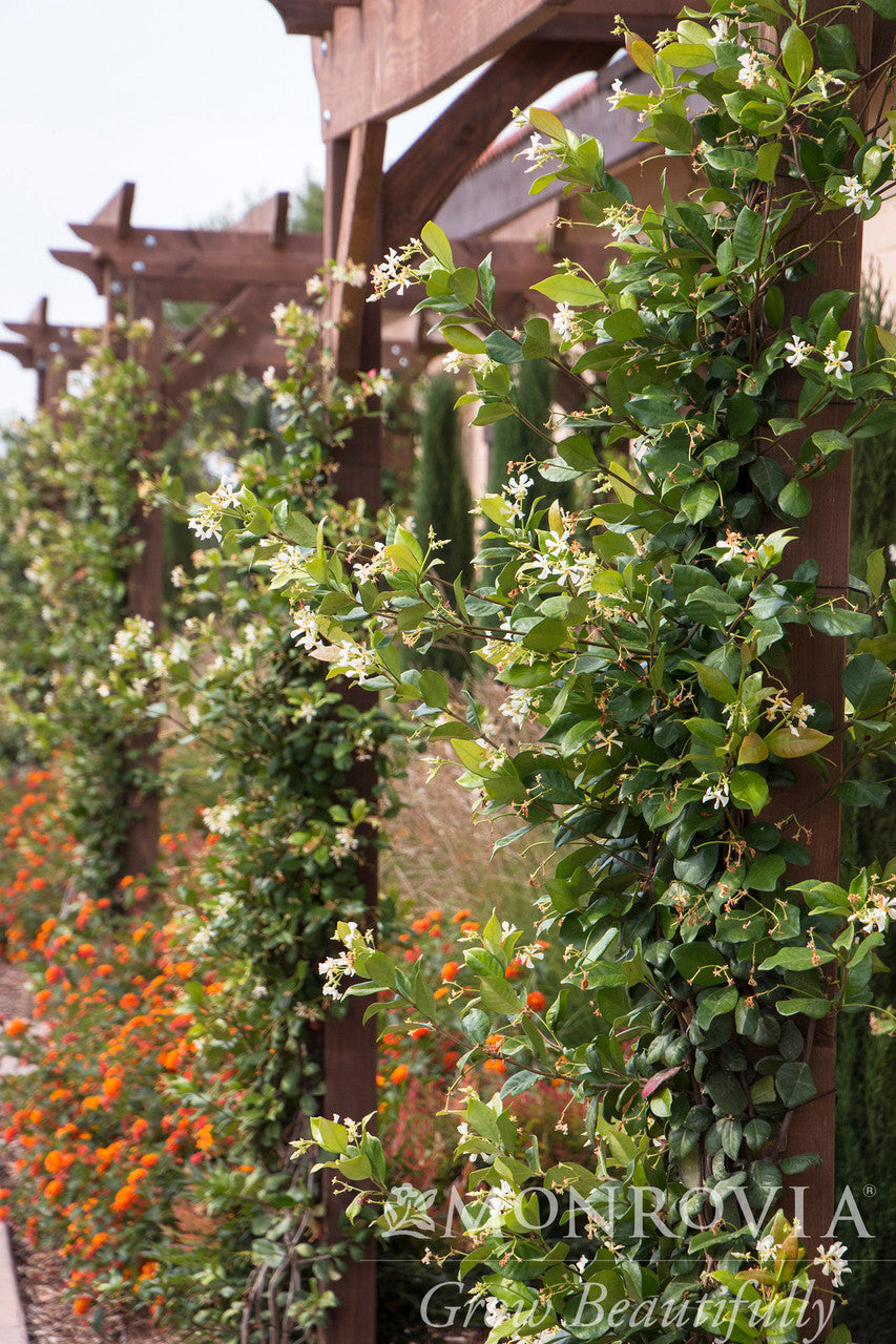 jasmine plant trellis Madison Star Jasmine