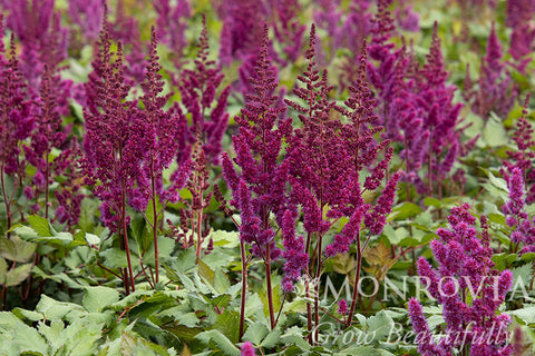 Vision In Red Astilbe - Monrovia