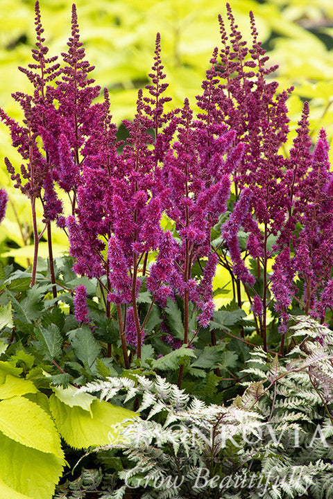 Vision In Red Astilbe - Monrovia