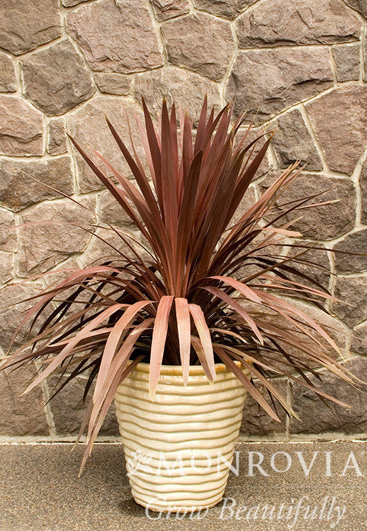 Red Star Cordyline