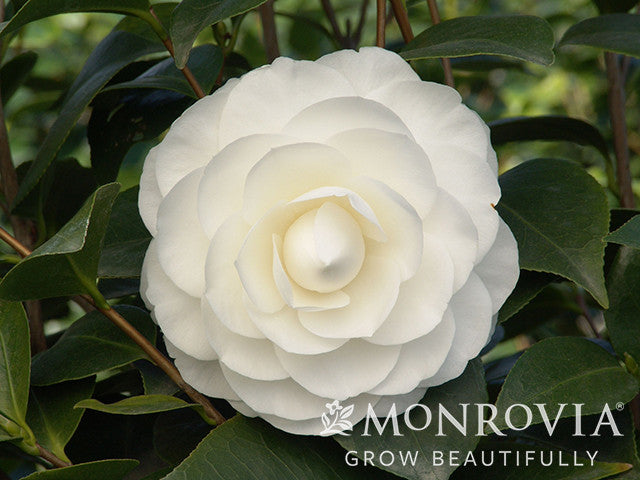 Nuccio's Gem Camellia - Monrovia – Pike Nursery