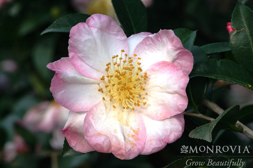 Apple Blossom Camellia - Monrovia – Pike Nursery