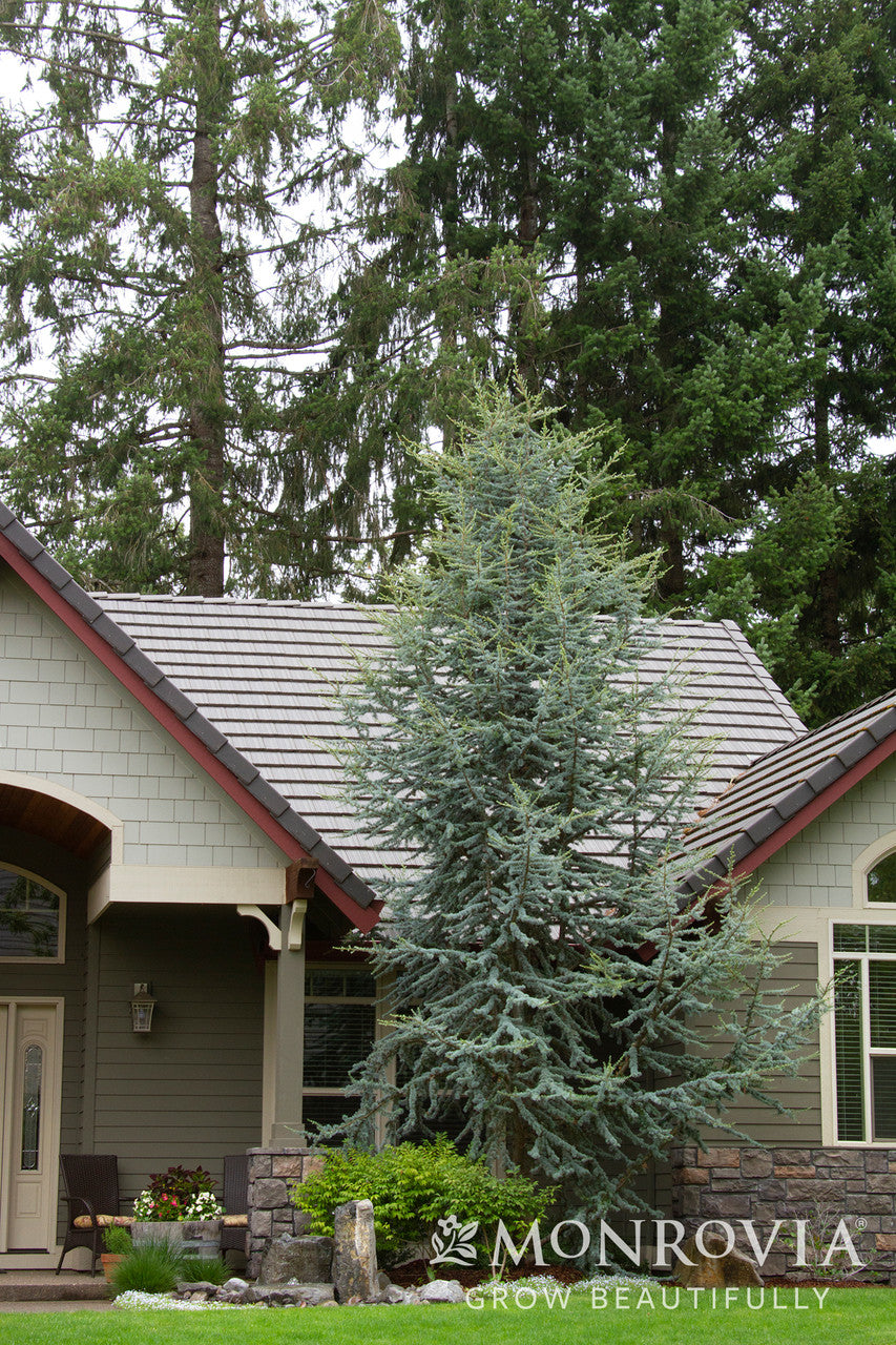 Blue Atlas Cedar