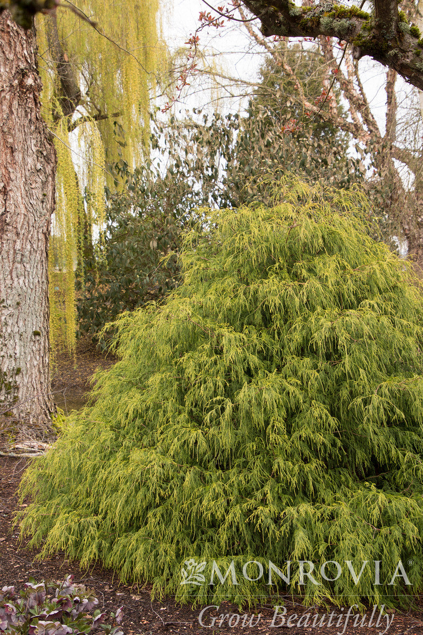 Golden Charm Thread-Branch Cypress