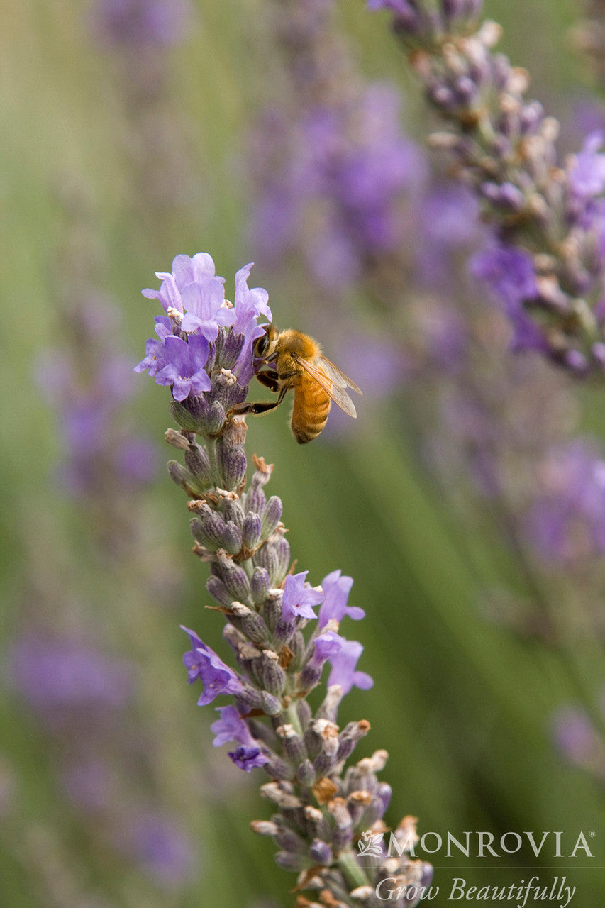Provence French Lavender - Monrovia – Pike Nursery