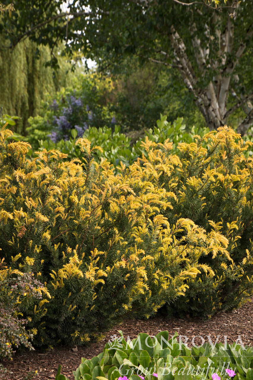 Huber's Tawny Gold Spreading Yew - Monrovia – Pike Nursery