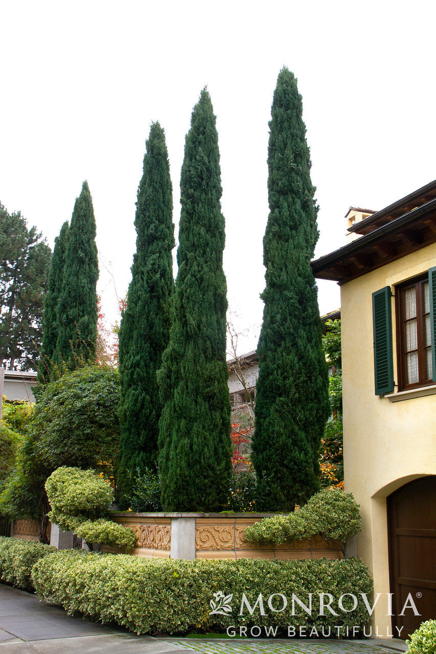 italian cypress plant Blue Italian Cypress