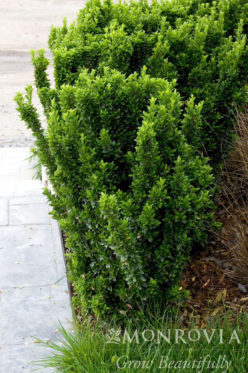 climbing euonymus plant Green Spire Euonymus