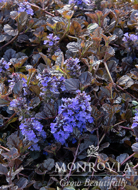 ajuga black scallop plant Black Scallop Ajuga