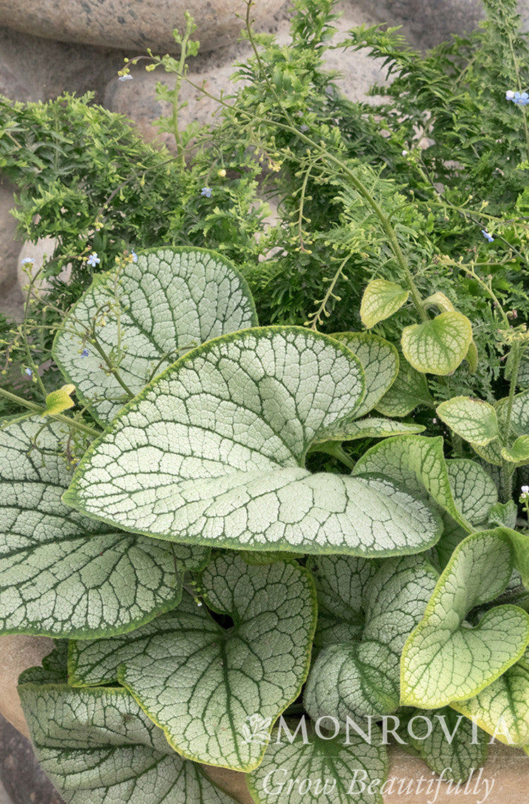 Silver Heart Brunnera - Monrovia – Pike Nursery