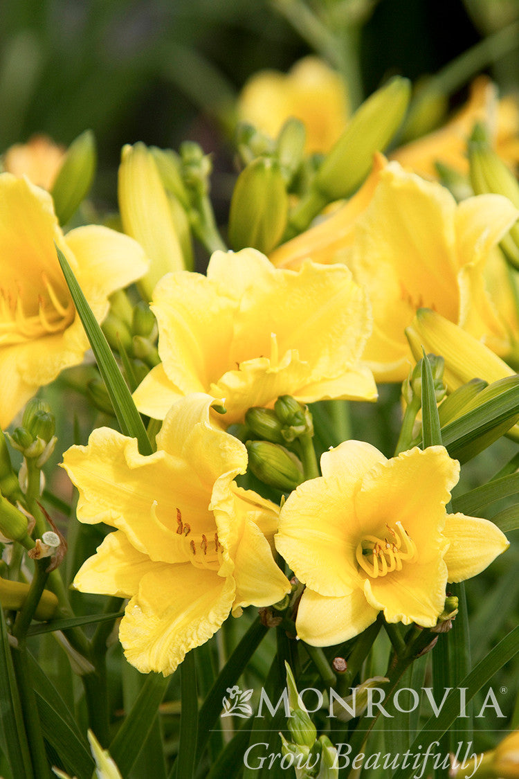 Happy Returns Dwarf Daylily - Monrovia – Pike Nursery
