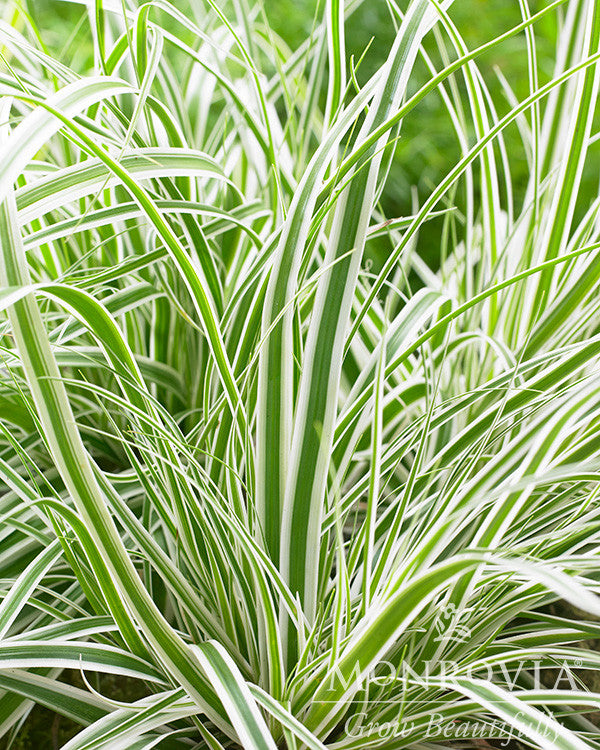 EverColor® Everest Variegated Sedge - Monrovia – Pike Nursery