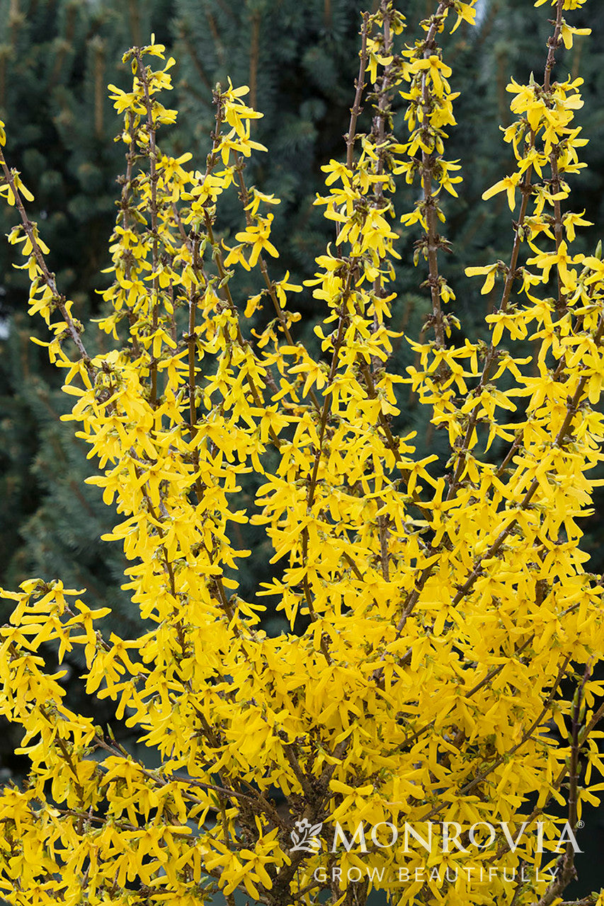 Springshine™ Forsythia - Monrovia – Pike Nursery