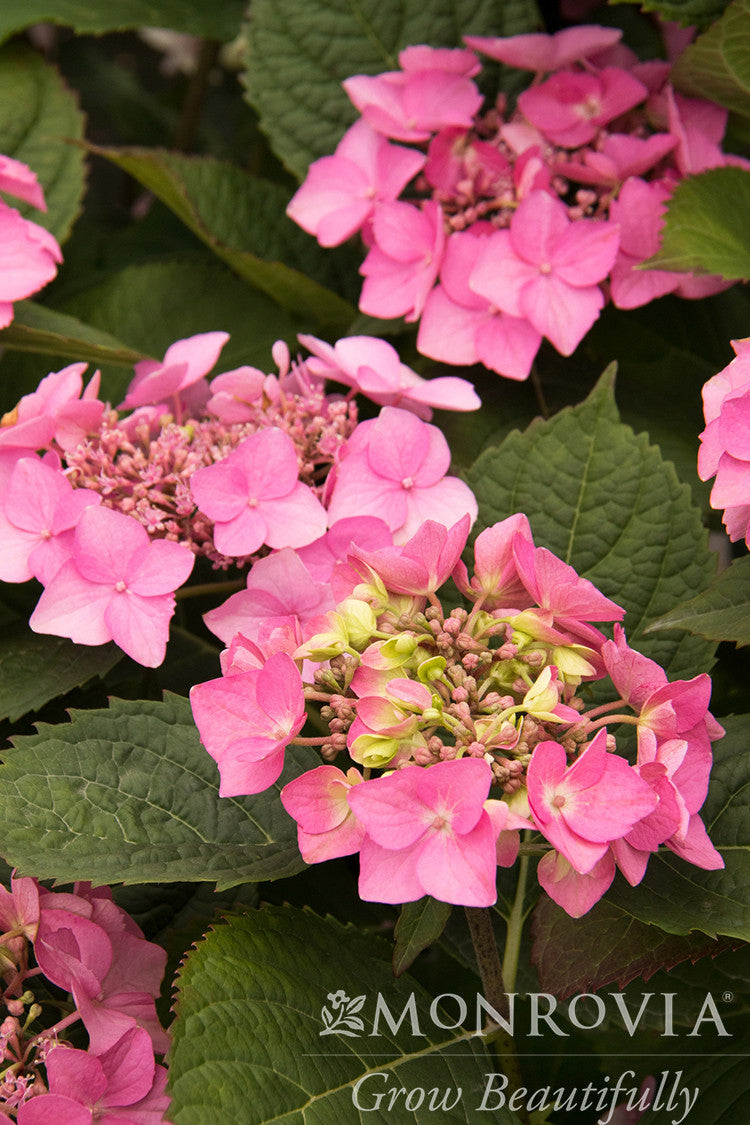 Seaside Serenade® Outer Banks Hydrangea - Monrovia – Pike Nursery
