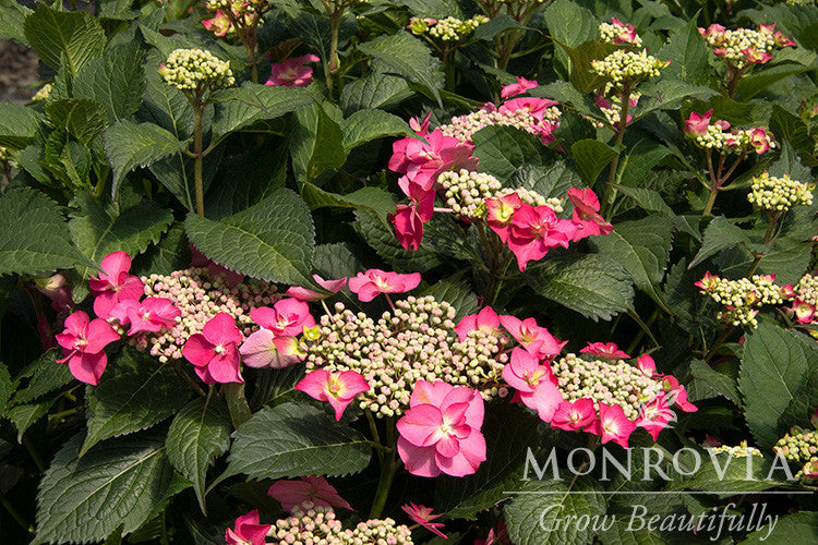 Seaside Serenade® Cape May Hydrangea - Monrovia – Pike Nursery