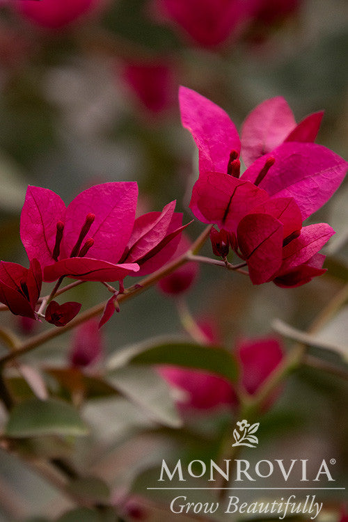 Burgundy Queen Bougainvillea