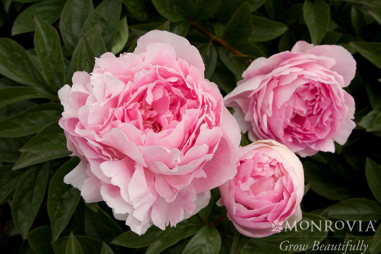 ✳︎peony✳︎ Lady Orchid Peony - Monrovia – Pike Nursery