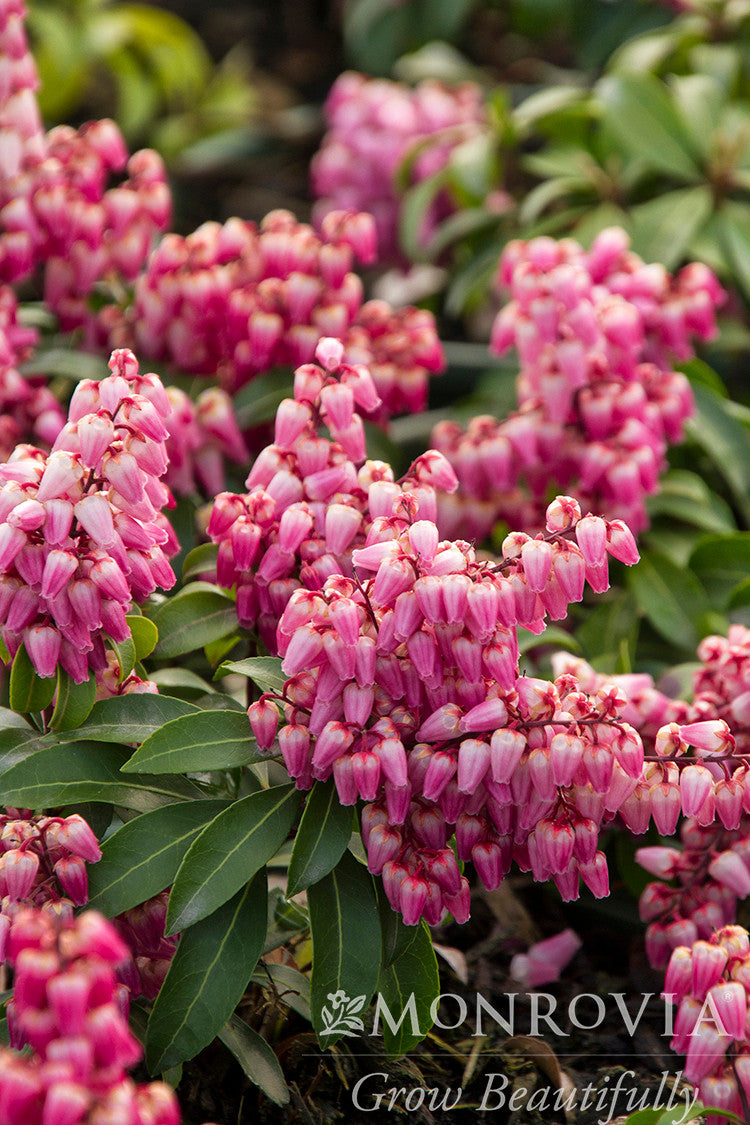 elf lily flower Enchanted Forest Impish Elf Pieris