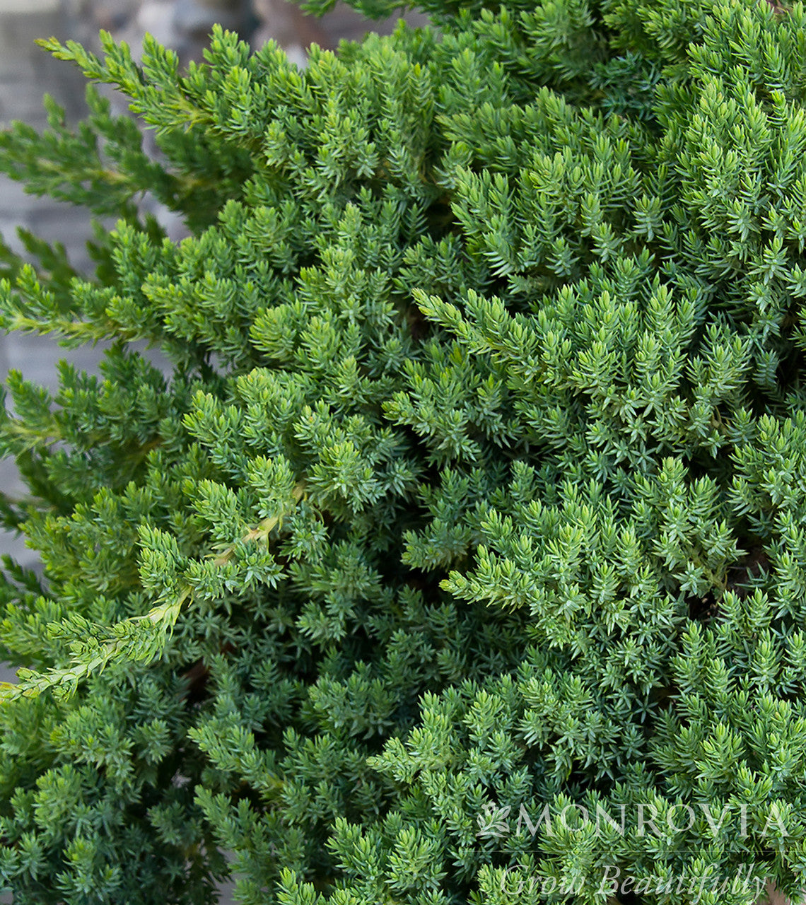 Dwarf Japanese Garden Juniper - Monrovia – Pike Nursery