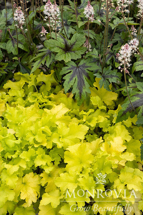 'Lime Marmalade' Coral Bells | Heuchera Monrovia