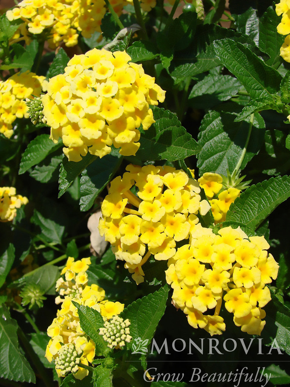 5663-chapel-hill-yellow-