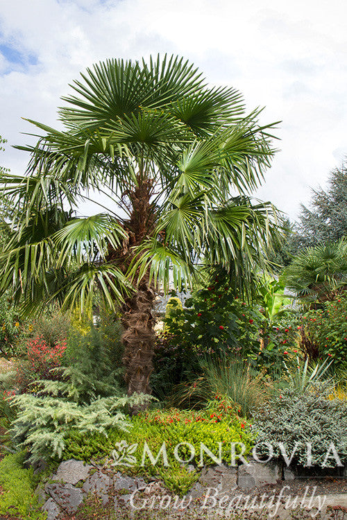 windmill palm in planter Windmill Palm