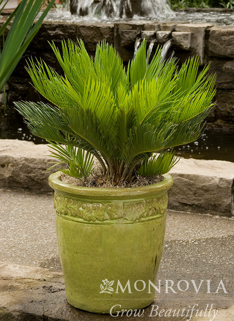 plant sago palm Sago Palm