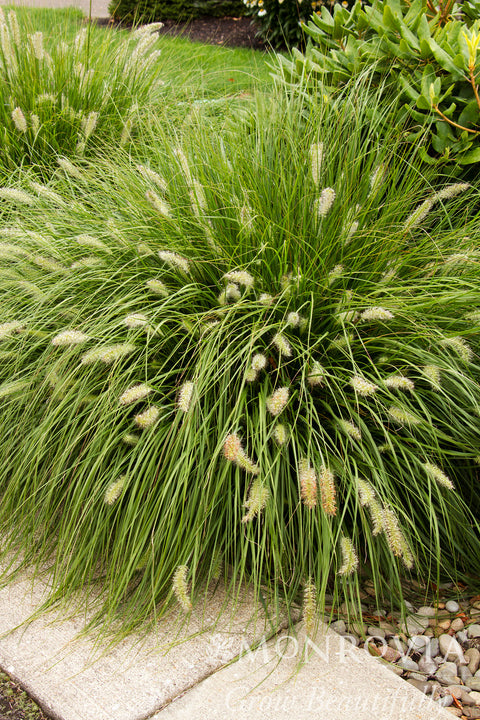 Dwarf Fountain Grass - Monrovia