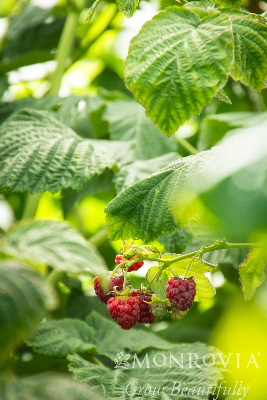 Canby Red Raspberry - Monrovia – Pike Nursery